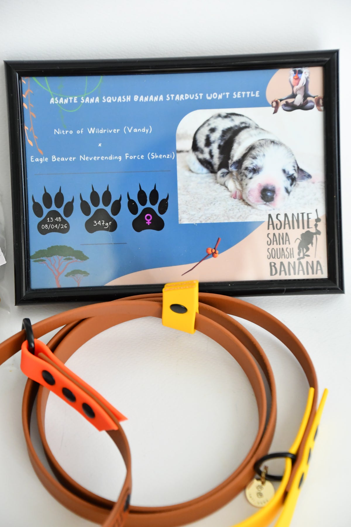 PUPPY KIT (simple)