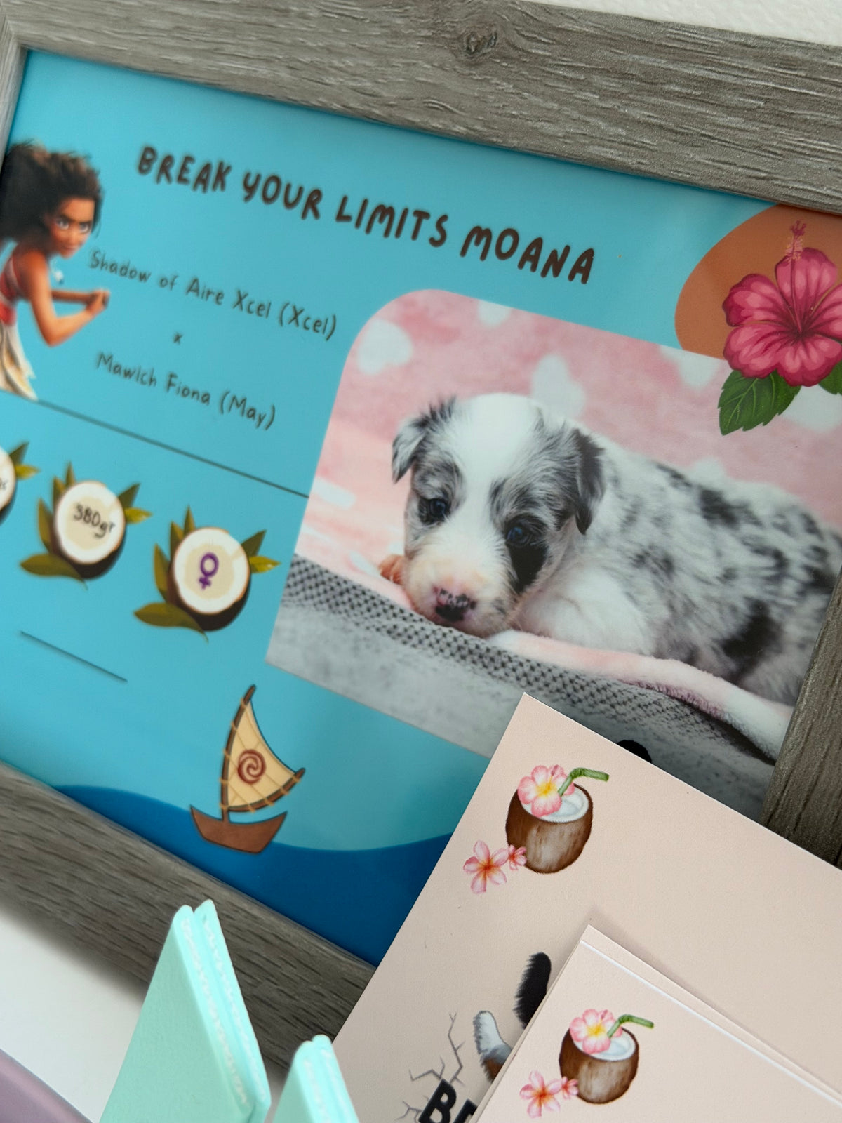 PUPPY KIT (premium)